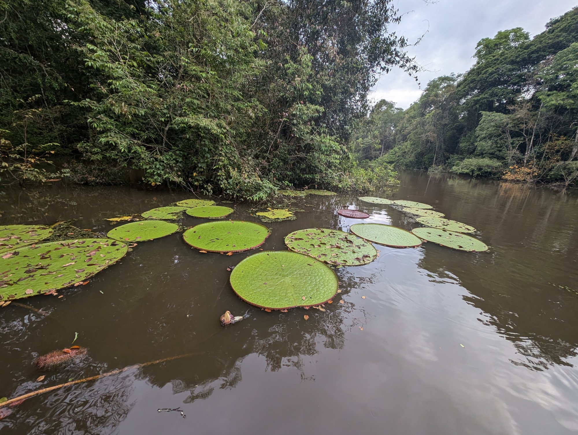 New giant waterlily species discovered in Colombian jungle from Instagram photo