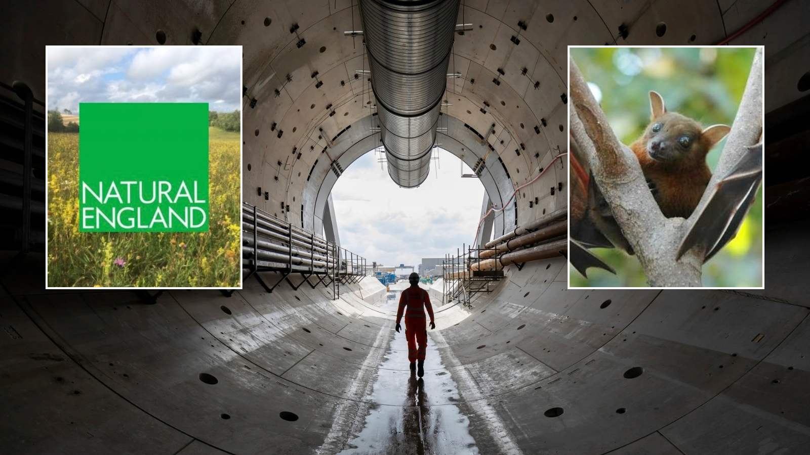 Green quango faces backlash from cross-bench MPs over £95million HS2 'bat tunnel'