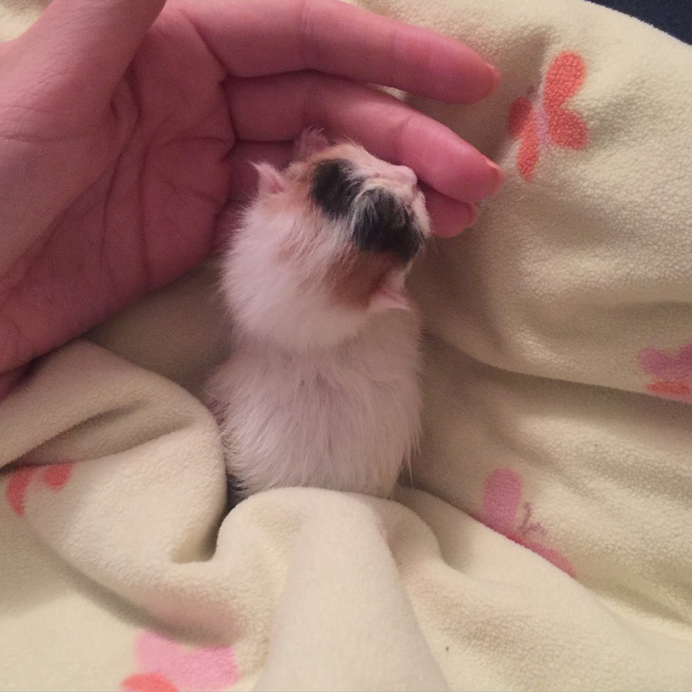 3-day-old-rescue-kitten-determined-to-beat-the-odds-love-meow