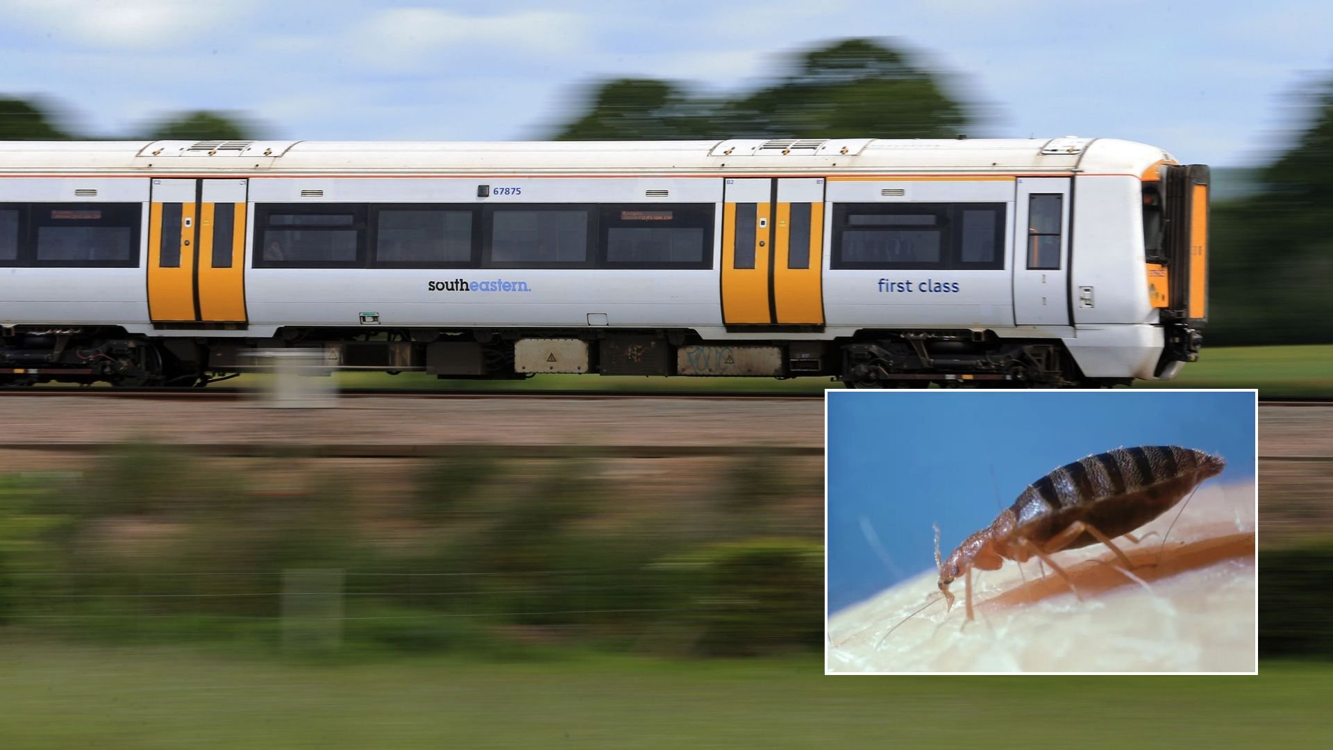 Qantas cancels Rome flight after bedbugs found on aircraft