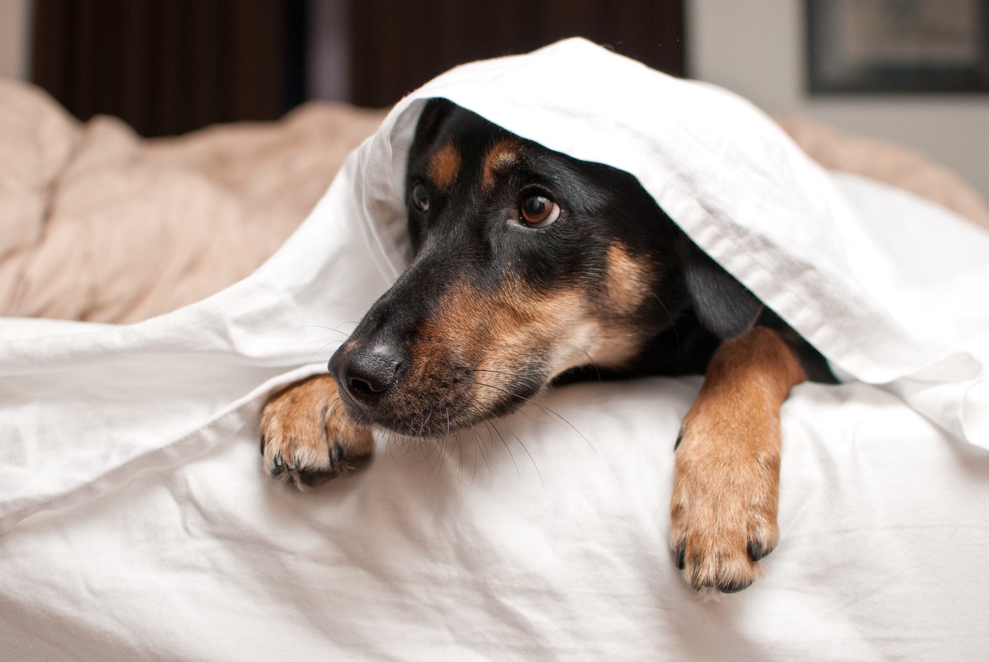 Dog owners urged to desensitise pets before Bonfire Night