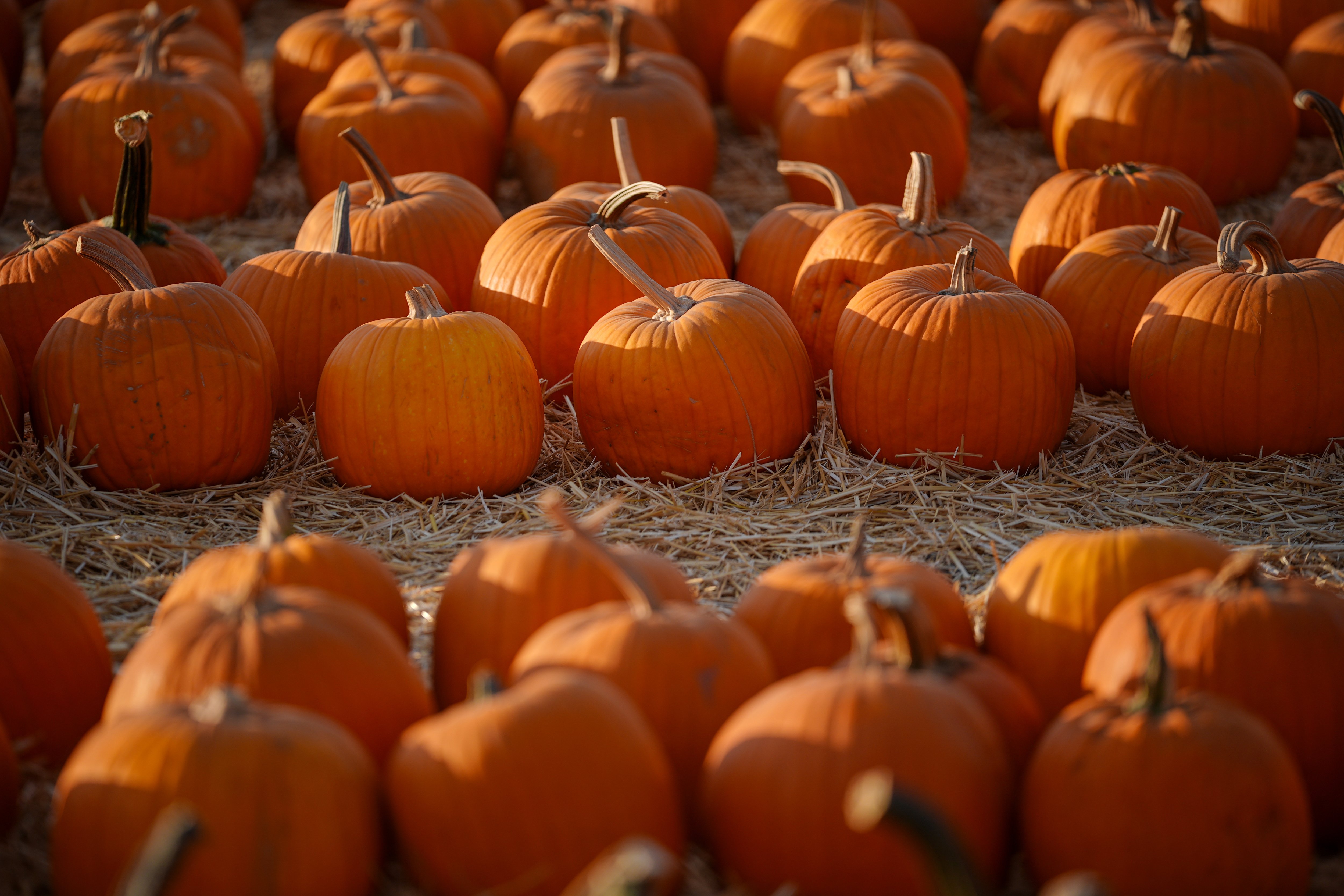 Suffolk pumpkin patch draws criticism over sparse displays and fees