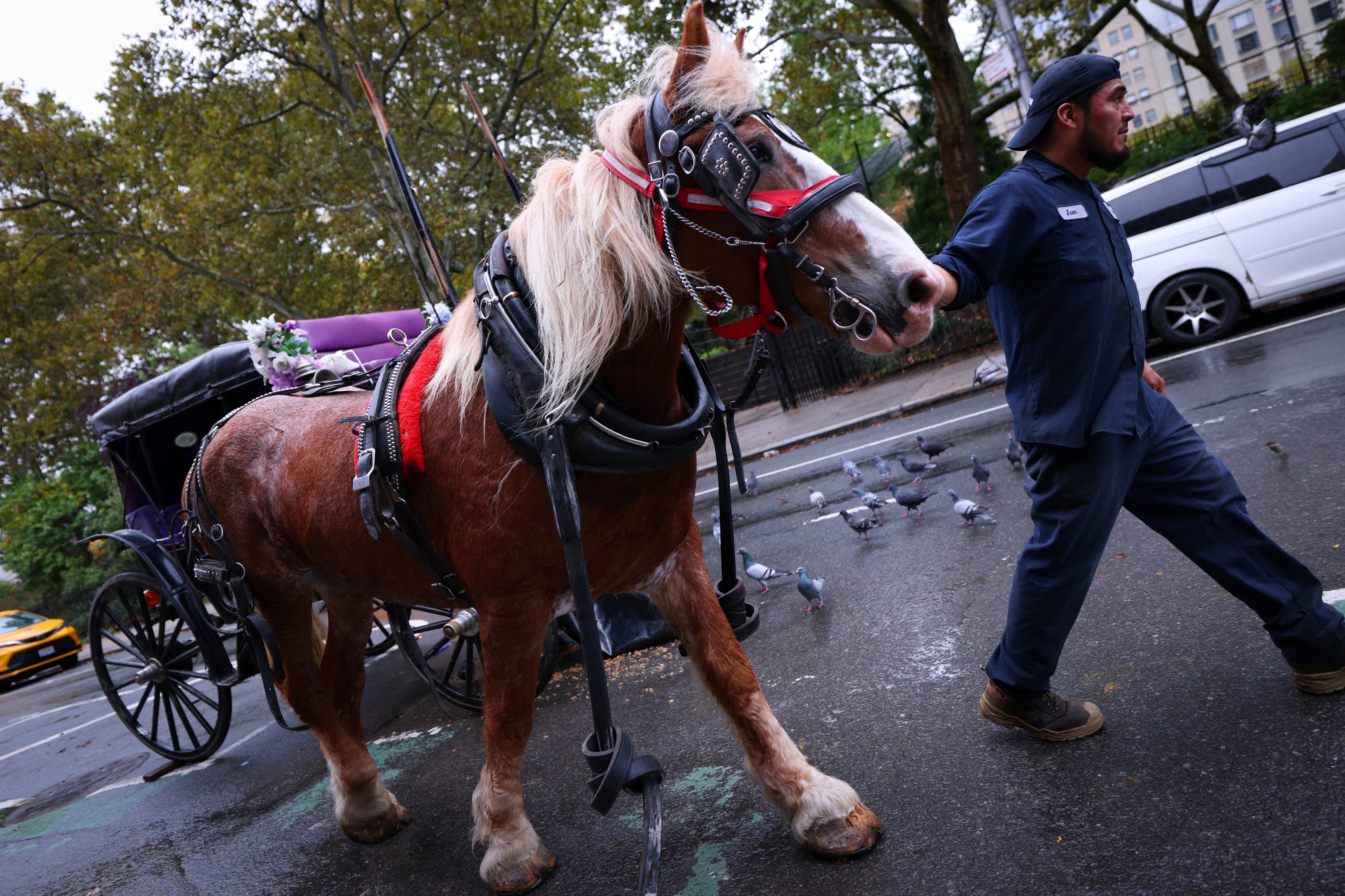 New York City Council officially votes to ban 'historic' horse-drawn carriages