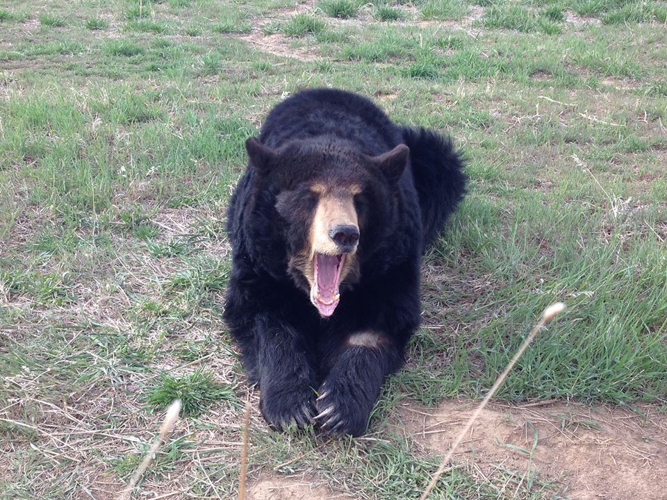 Wild animal sanctuary colorado facebook