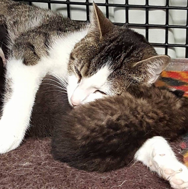 Stray Cat Saves Baby Bobcat who Lost His Own Mother Love Meow