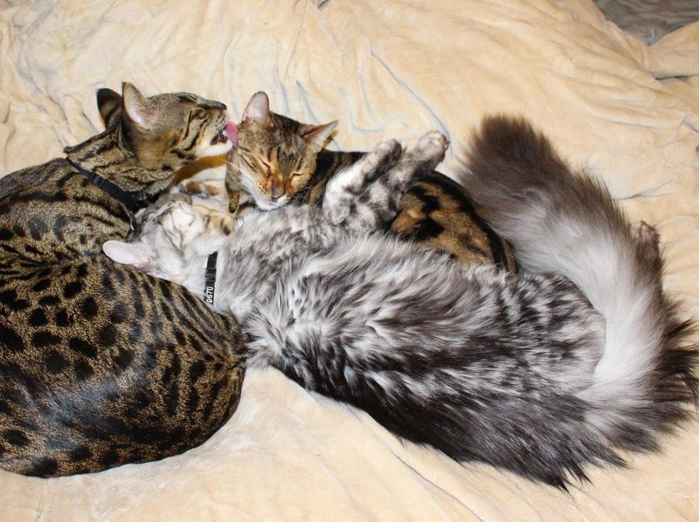 This Fluffy Cat May Have the World's Longest Tail Love Meow