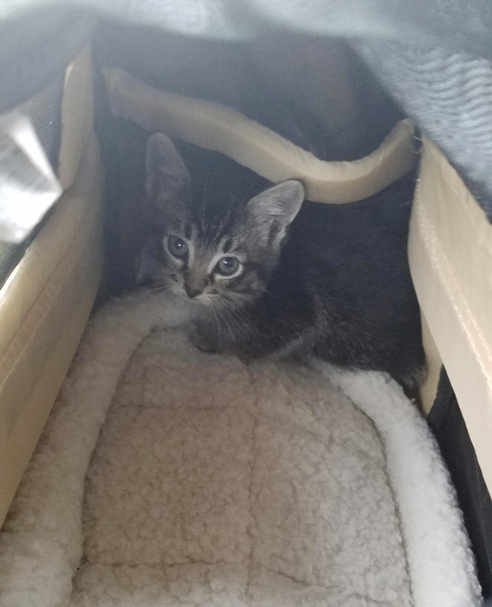 Stray Kitten Found in Abandoned Building is Turned Around by Love Love Meow