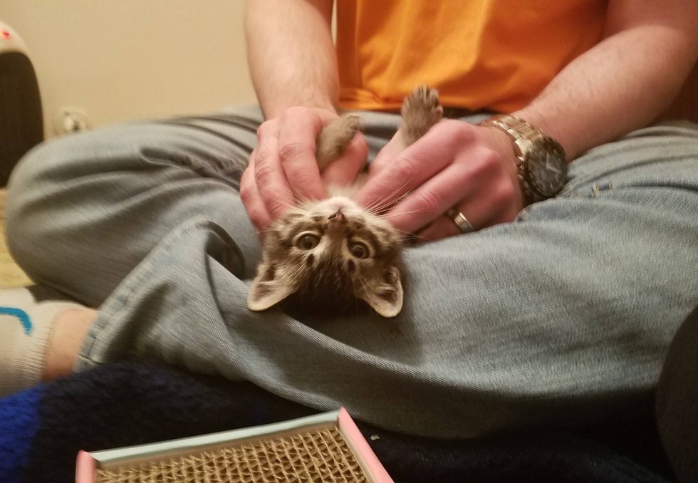 Stray Kitten Found in Abandoned Building is Turned Around by Love Love Meow