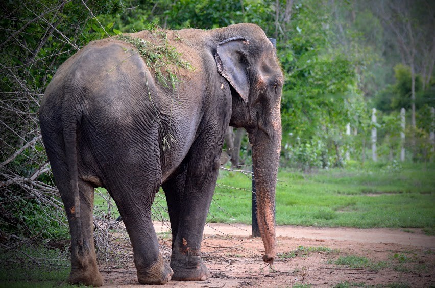 Elephant Chained For 45 Years Has No Idea She's About To Be Free