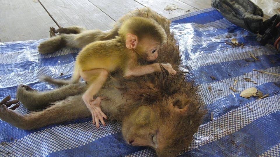 Baby Monkey Won't Let Go Of Mother Killed By Hunters