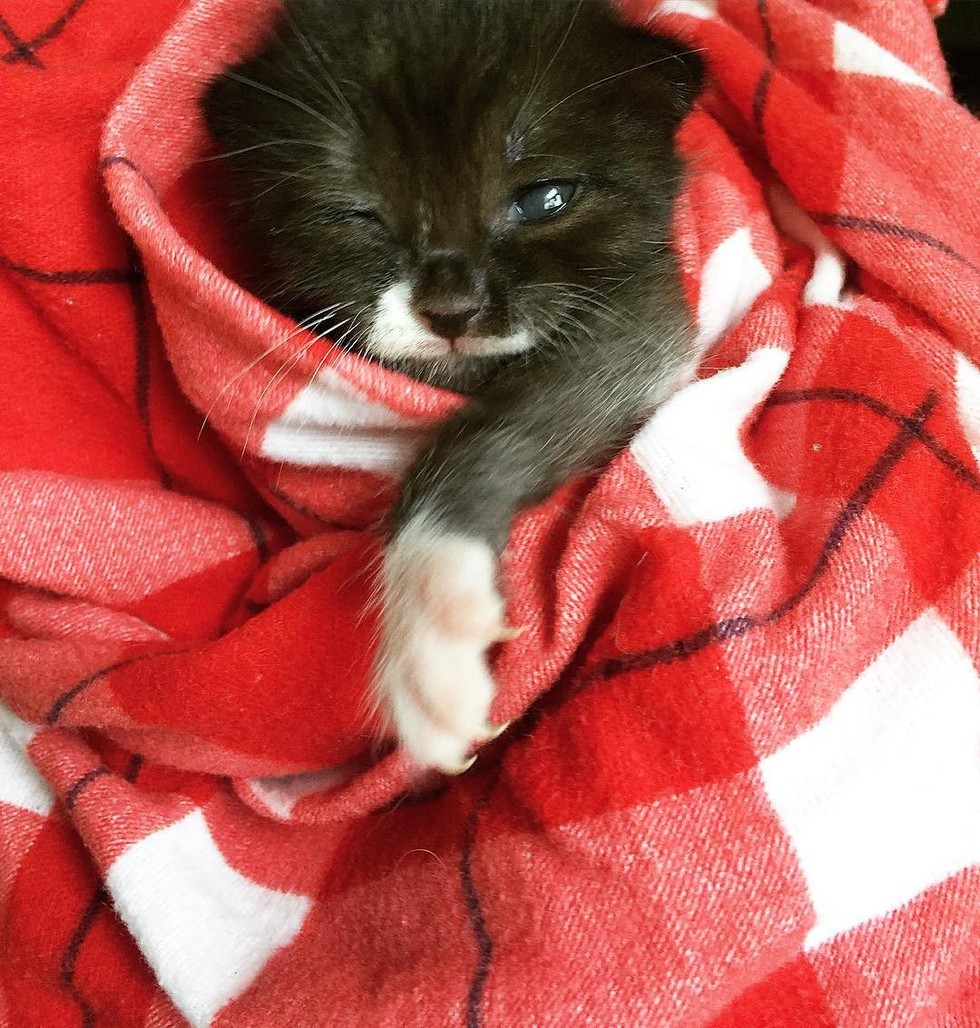 Orphaned Kitten Comes Back Roaring from Near Death - Love Meow