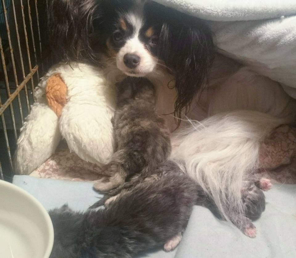 3 Orphaned Kittens Cure Mama Dog’s Broken Heart After She Lost Her Only ...