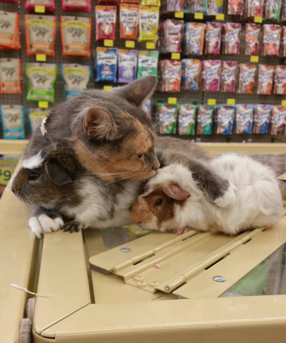 Store Cat Absolutely Loves Guinea Pigs in these Adorable Photos Love Meow