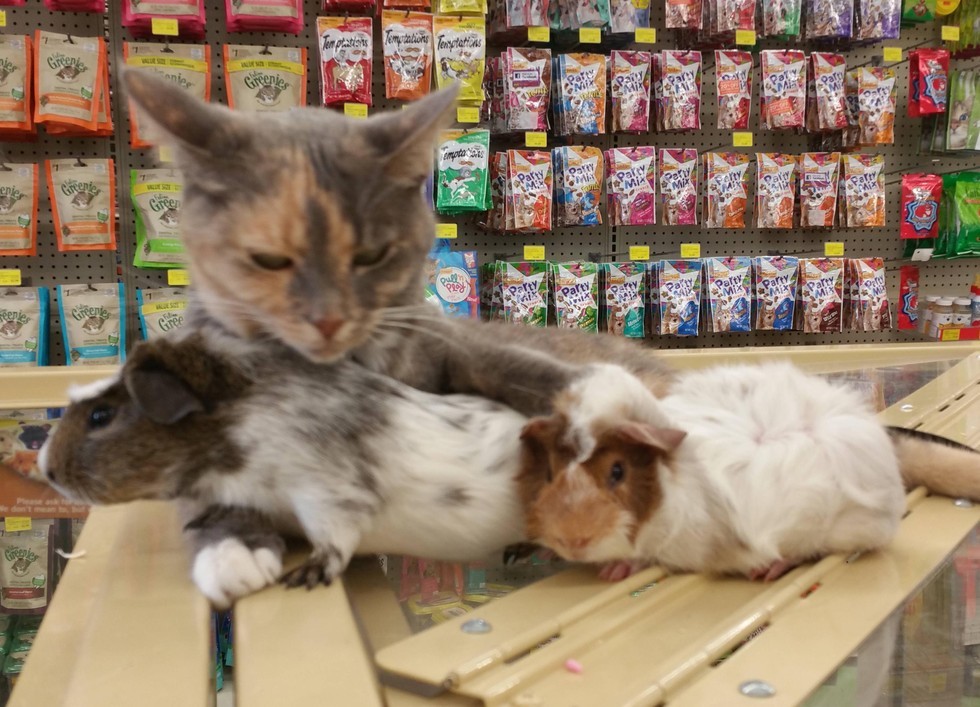 Store Cat Absolutely Loves Guinea Pigs in these Adorable Photos Love Meow