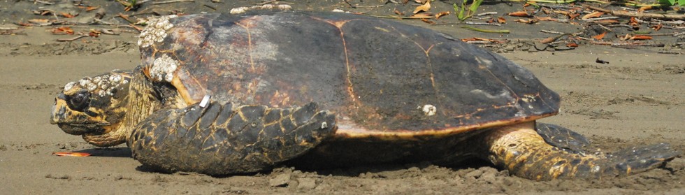 People Thought These Turtles Had Disappeared Forever. They Were Wrong.