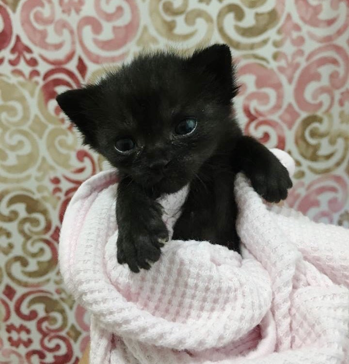 Tiny Kitten Orphaned at 3 Days Old Keeps Fighting to Live and Grow ...