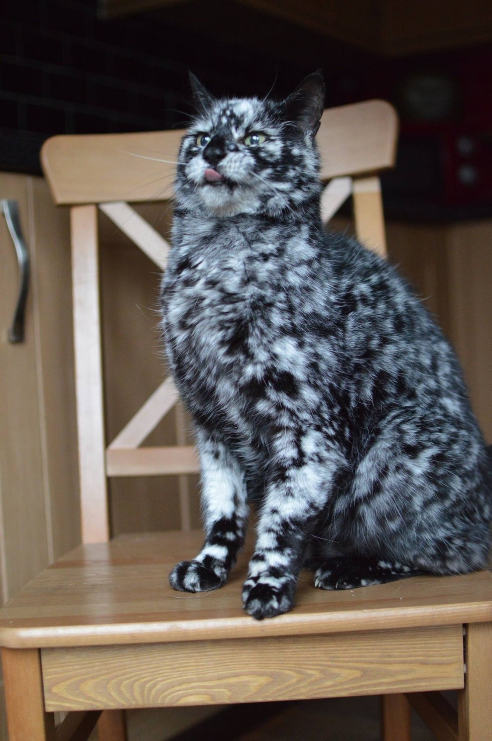 Cat's Markings Have Changed Drastically Over the Years - Love Meow