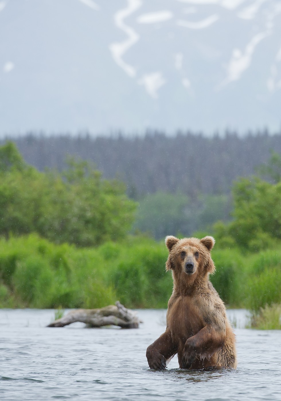 what-you-should-actually-do-if-you-see-a-bear