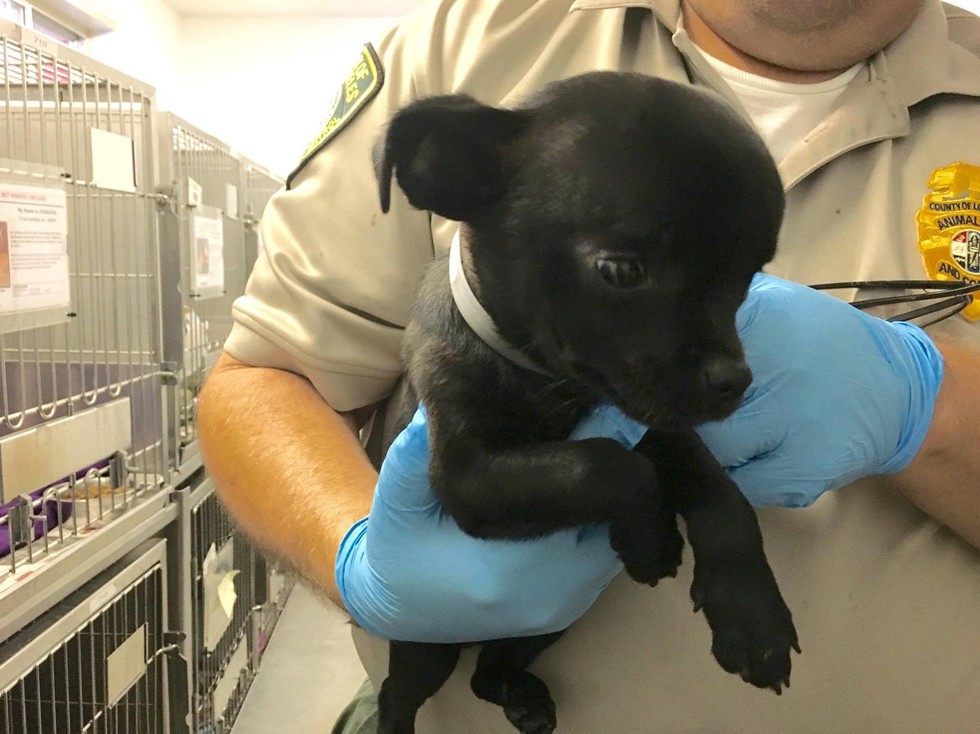 Perjuangan Anjing Chihuahua Melawan Penyakit Hydrocephalus