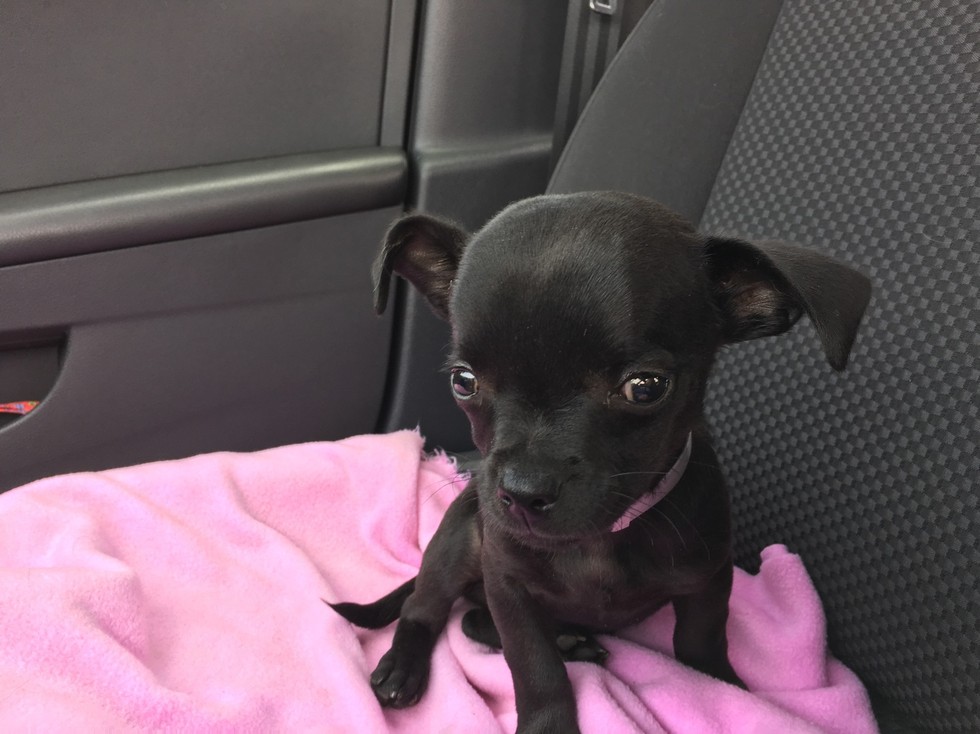 Perjuangan Anjing Chihuahua Melawan Penyakit Hydrocephalus