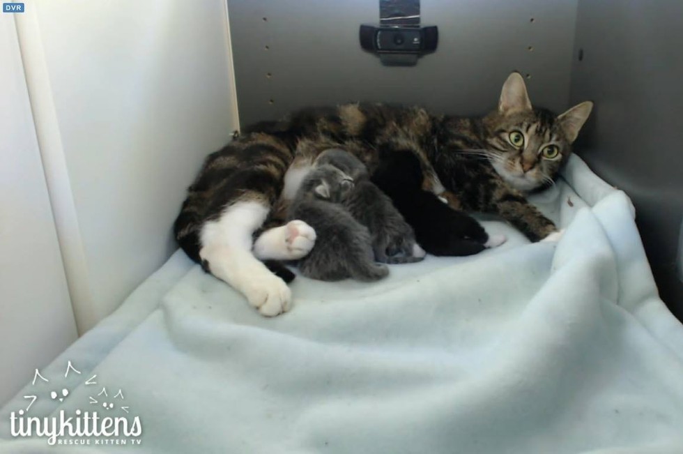 Four tiny feral kittens reunited! #kittens #cuteanimals #feral