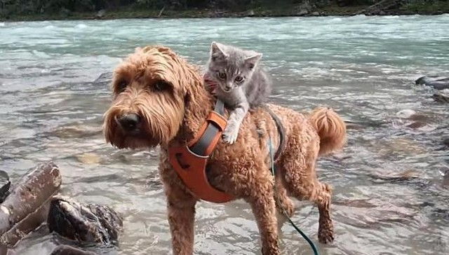 Kitten Makes Dog Best Friend Carry Him Around Everywhere They Go 640x364