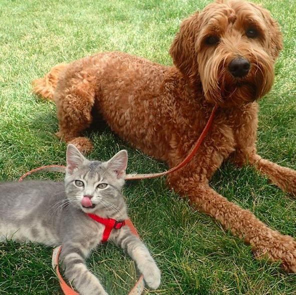 Kitten Makes Dog Best Friend Carry Him Around Everywhere They Go 980x