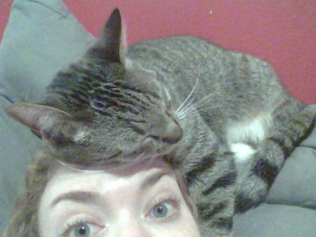 Why Do Cats Sit On Heads?