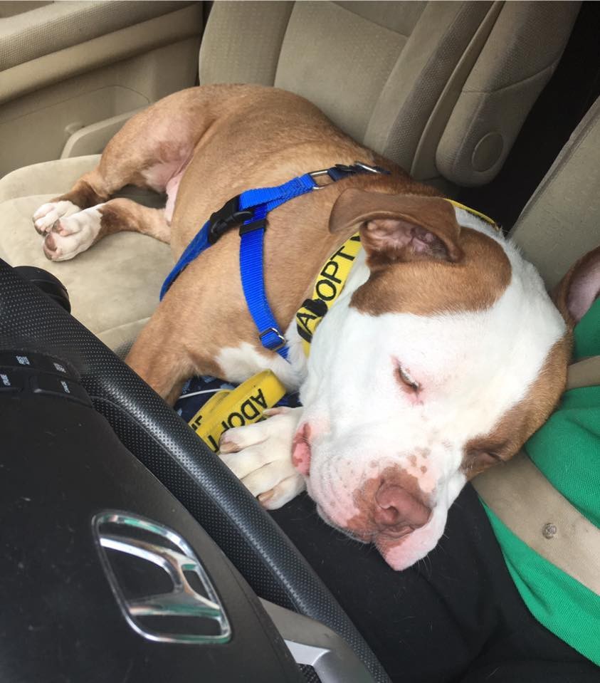 Dog Rescued From Dark Basement Is Homeless Again