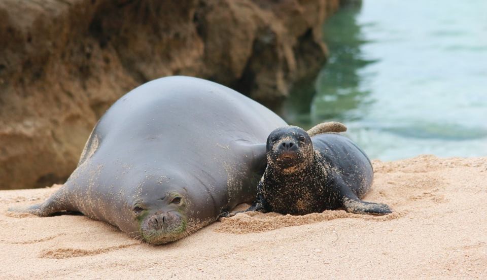 baby-seal-can-t-stop-kissing-her-mom