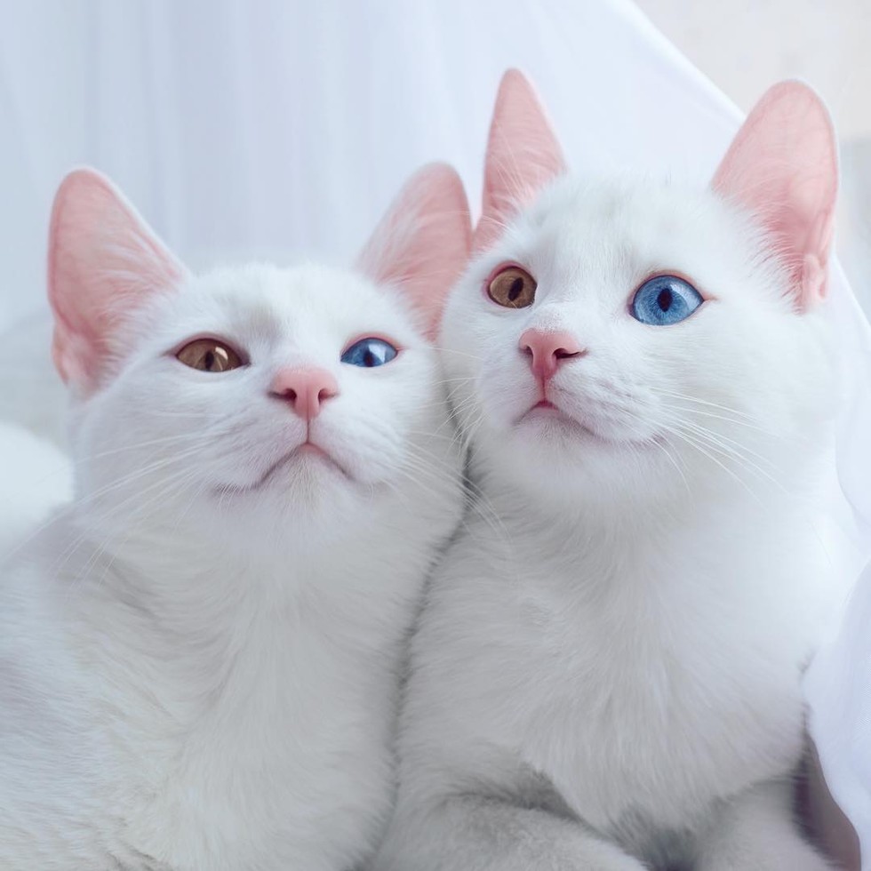 2 different colored eyes cats