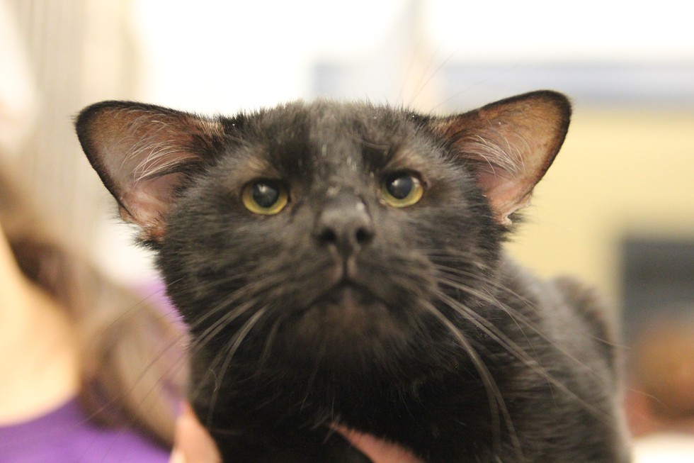 Rare Shelter Cat Found with an Extra Pair of Ears - Love Meow