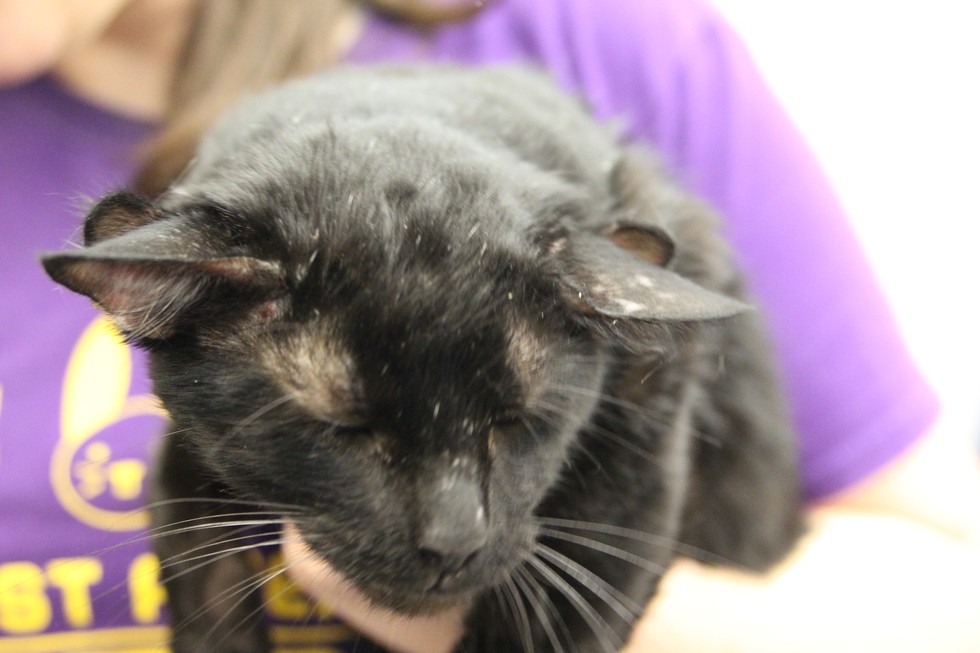 Rare Shelter Cat Found with an Extra Pair of Ears Love Meow