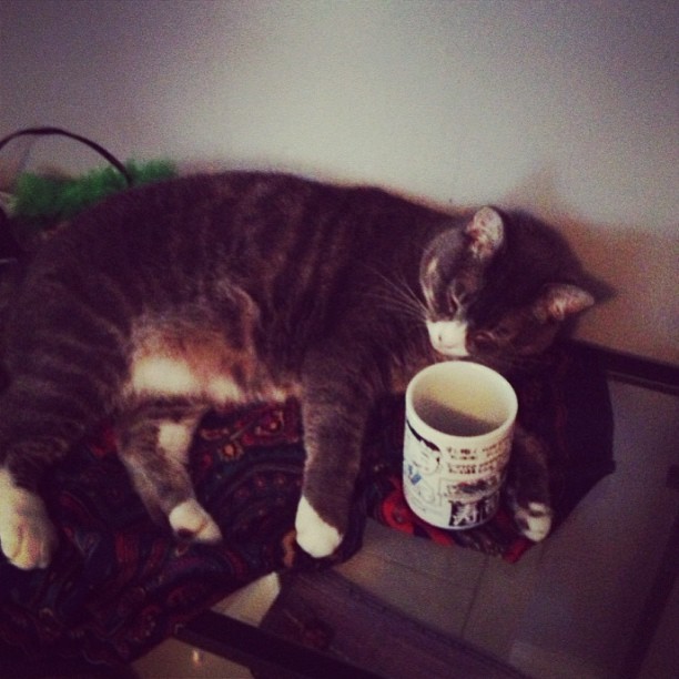13 Cats Who Can't Be Bothered To Move