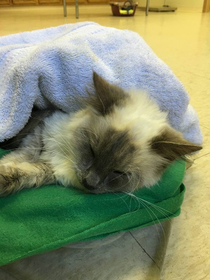Cat Hides in Blankets from Everyone But a Second Chance Changes