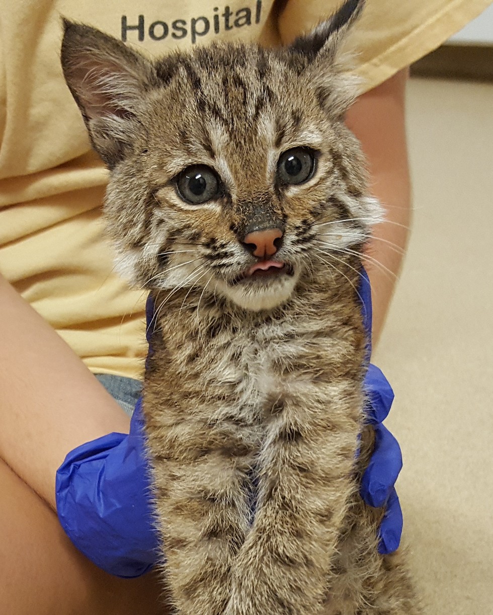 Rescued bobcats, who lost their mother, return to wild, Paws