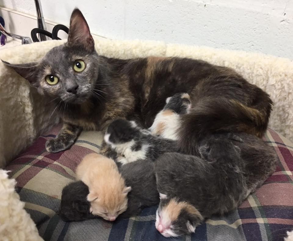 A Pregnant Stray Cat Adopted You And Now What?