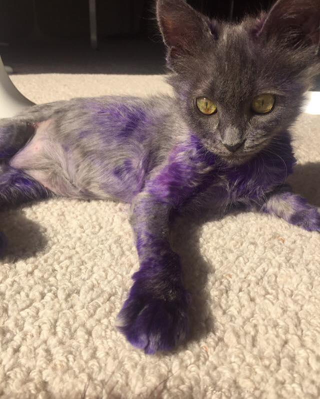 The Tale of Smurf the Cat, Who Was Dyed Purple and Now Recovering From  Apparent Abuse - ABC News