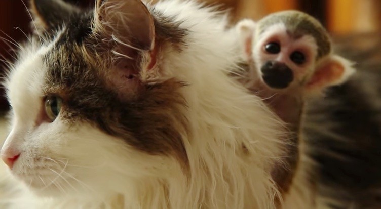 Cat Takes in Baby Squirrel Monkey After He was Rejected by His Mother - Love Meow