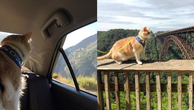 Cat Who Spent Most Of Her Life Indoors Is Road Tripping ...