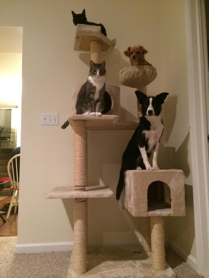 dog litter kitty eating dogs stop cat tree cats chats reddit already gatos et