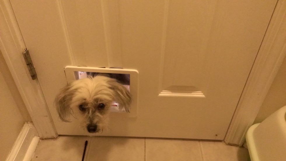 How To Get Your Dog To Stop Eating Kitty Litter Already