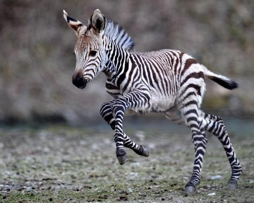 pui de zebra