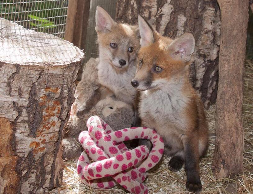 100 Orphaned Fox Kits Learn How To Be Wild