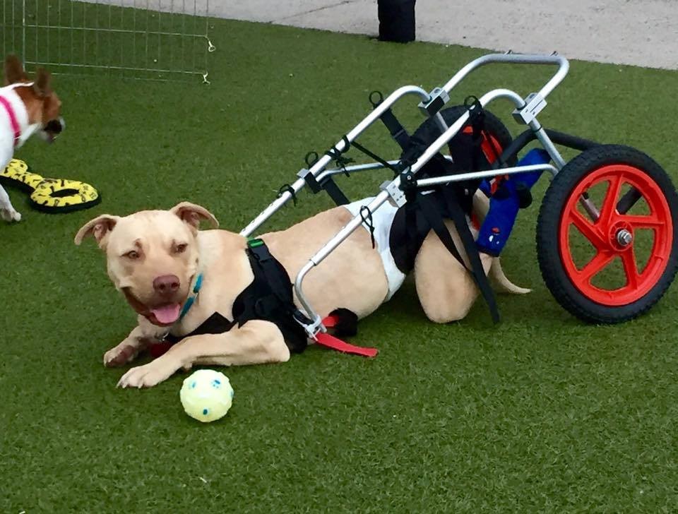 Dog With Wheelchair Shows His Blind Friend The World Isn't So Scary