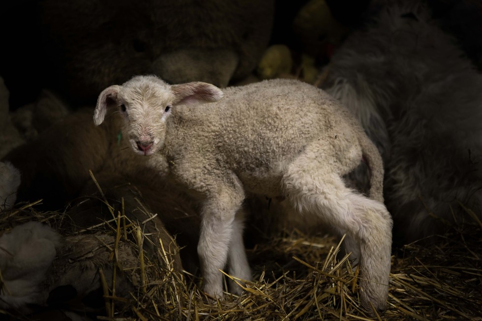 Tiny Lamb Wouldn't Stop Crying — Until Rescuers Realized What Was Wrong