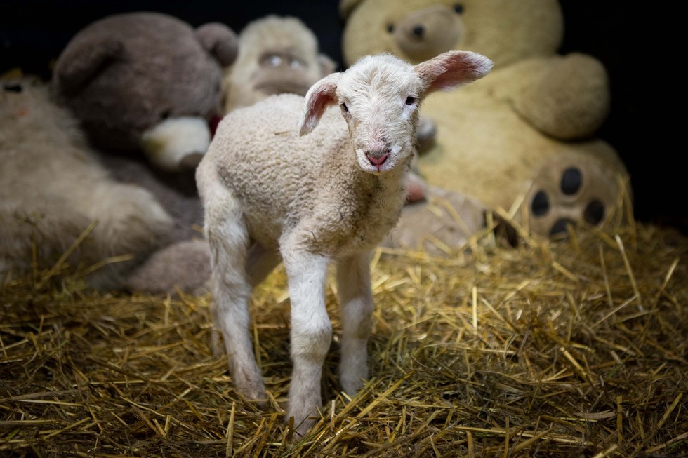 Tiny Lamb Wouldn't Stop Crying — Until Rescuers Realized What Was Wrong