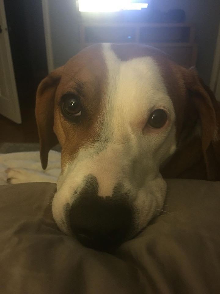 Rescue Dog Is Obsessed With Making Cat Fall In Love With Her