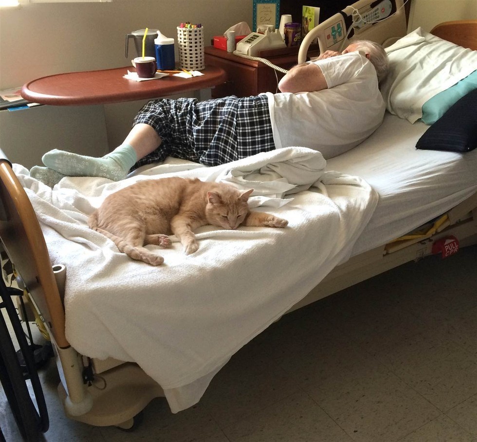 Cat Comforts Veteran and Holds His Hand Before He Passes Love Meow