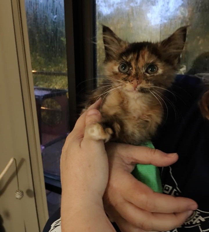 Tortie Kitten Found Lifeless Near Trash Can Surprises Her Rescuers with